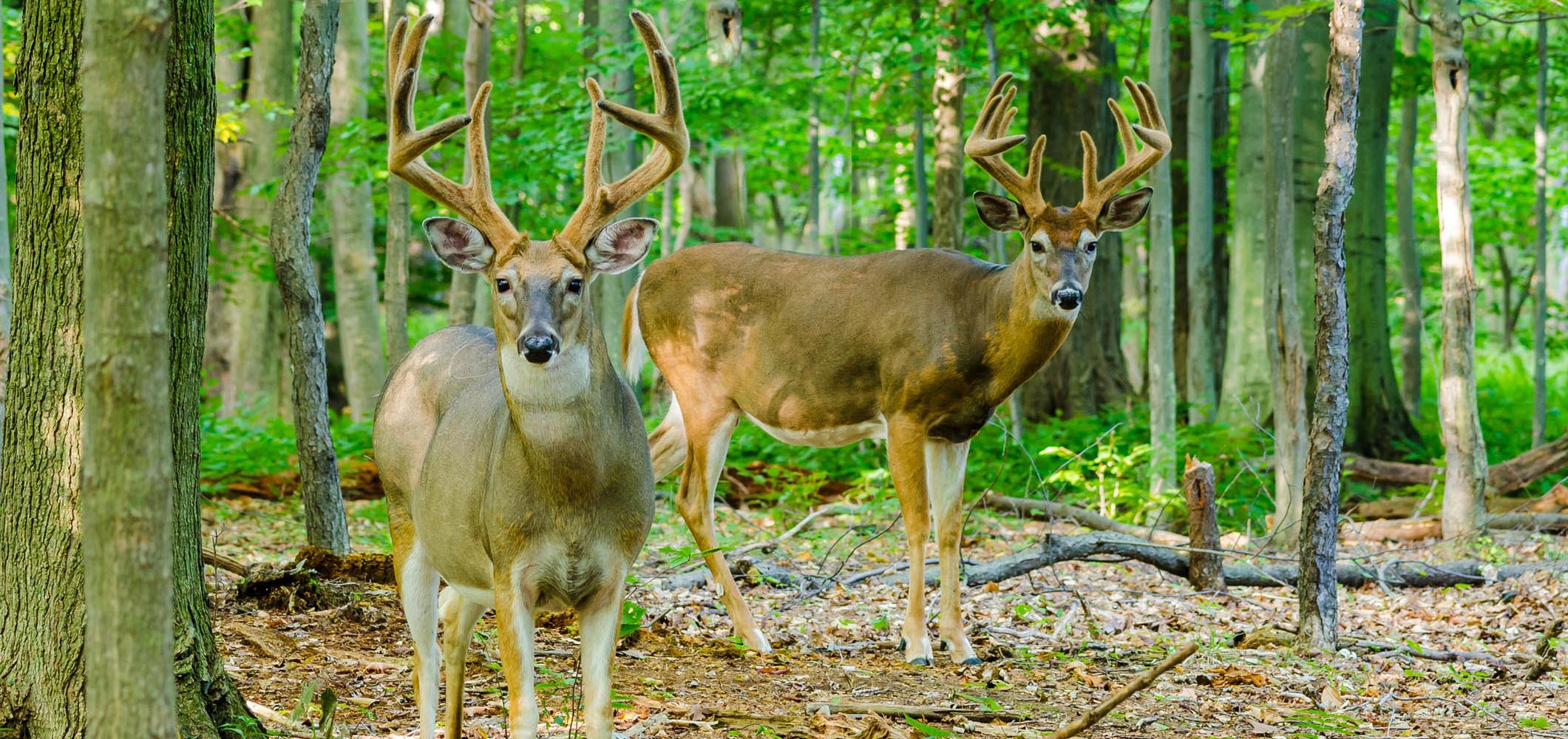 Hunt Rogue Whitetail Deer Hunting Outfitters