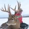 Rogue Alberta Whitetail Deer Hunt