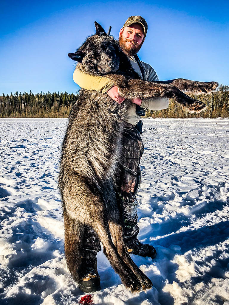Wolf Hunting Alberta Canada
